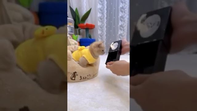 Фокусы для котанов