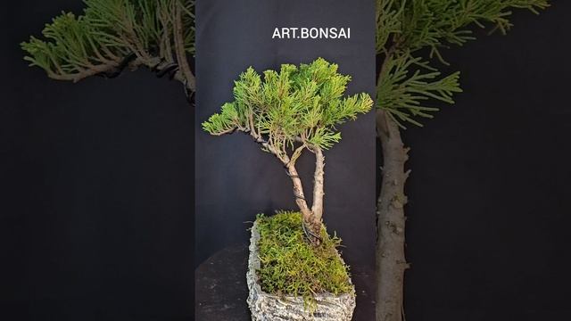 Bonsai