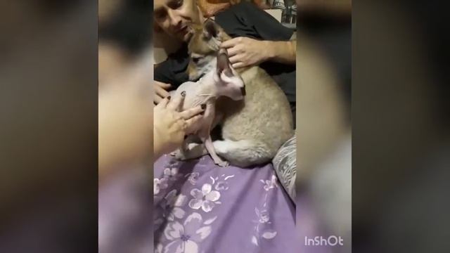 Влчак. Шакира Лапа Велеса.