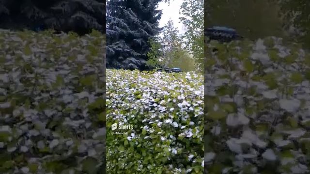 Цветы из снега. Москва.mp4