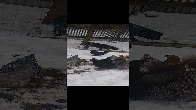 29-12-2024 прогулка курочек