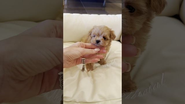 Maltipoo Official