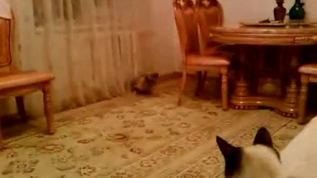 Чеченская кошка )))