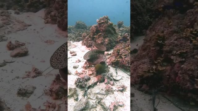 Подводный мир