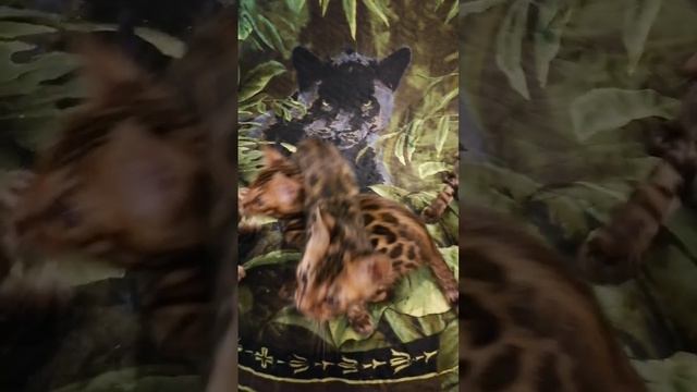 Весёлая тусня🐱