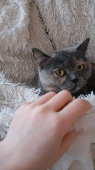 Новый год будет через 2 или 1 день 🎉