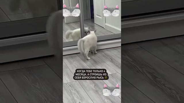ох уж эти зеркала
