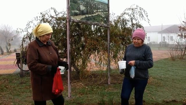 Активисты Приморска высадили цветы на центральной площади 01.11.2024