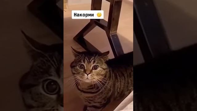 Мы в ВК https://vk.com/life_of_cats