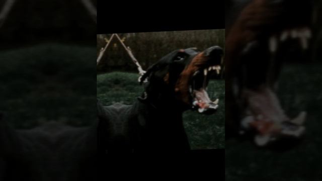 взорвалась в руках Китайская Петарда...
