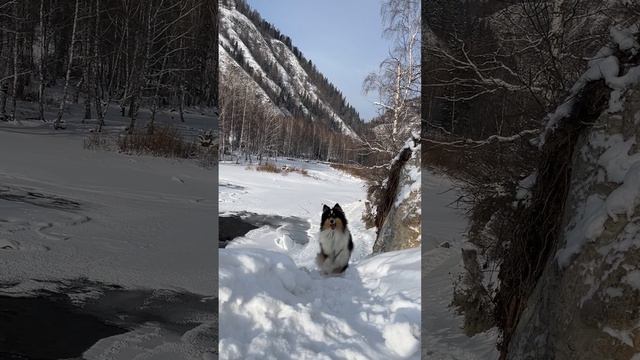 Продолжает наслаждаться жизнью🐶😍.