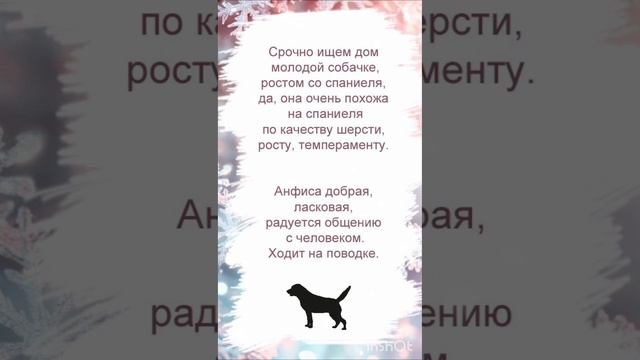 ❤️ Инвалид (трехлапик) Анфиса ищет дом! 🏡 🐶