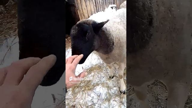 19 декабря 2024.mp4