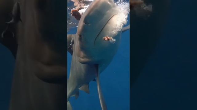 Подводный мир