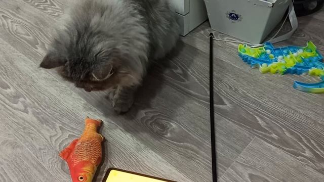 Барсик Играет И Весь Довольный 🐱