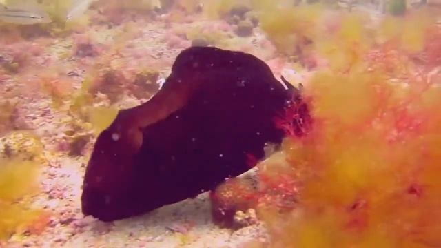 Scuba Diving - Flying Atlantic Black Sea Hare - Florida Diving