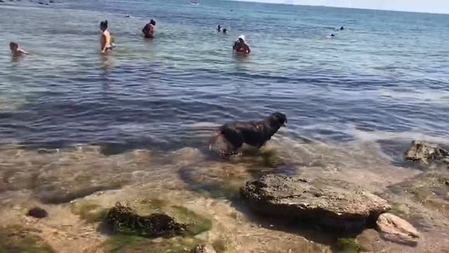 Пёс на рыбалке