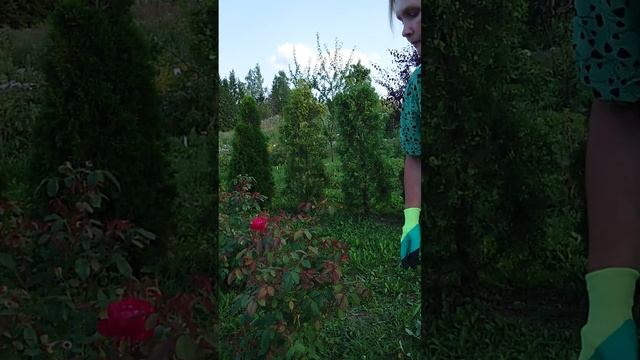 Розы после цветения. Что делать дальше?