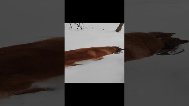 хитропопик Рита