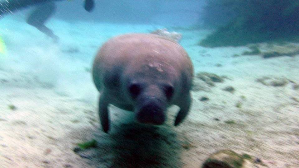 Маями-2013.Manatee