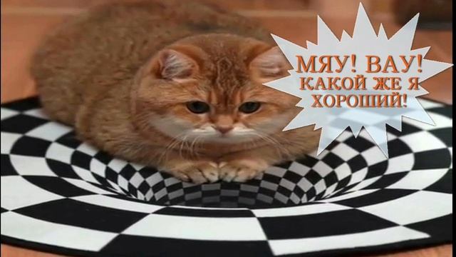 Песня котик котик мяу мяу полная версия