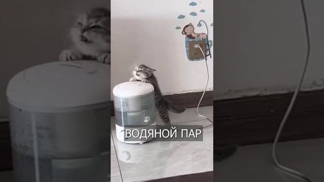 Котенок пьёт ПАР из увлажнителя воздуха