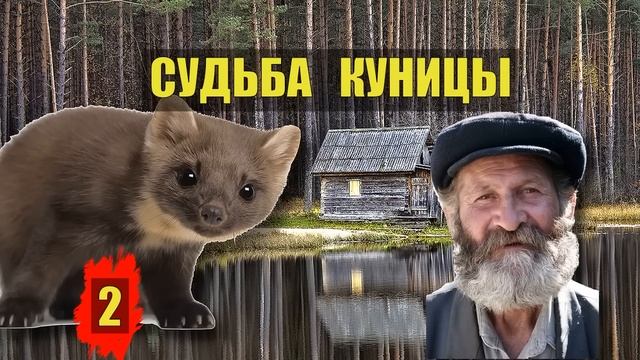 0172 ПОСЛЕДНЯЯ КУНИЦА ВСЕ СЕРИИ СУДЬБА ХОЗЯИН ЛЕСА МЕДВЕДЬ ЖИВОТНЫЕ ПРИРОДА ЖИЗНЬ ТАЙГА ИСТОРИИ из Ж
