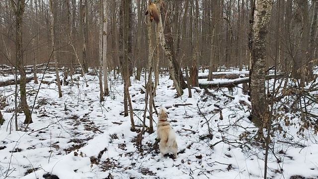 Ванга и куница.