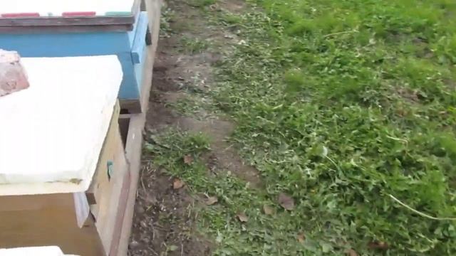 Осенние работы на пасеке. Обзор семей. 2020г.