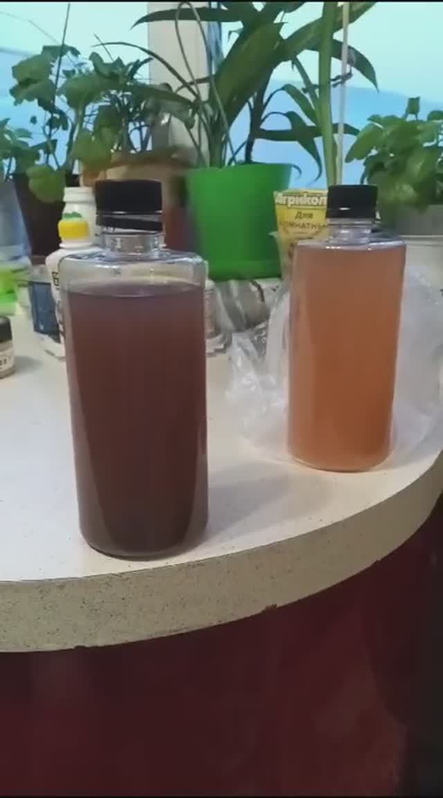 СИМБА. Смена окраски