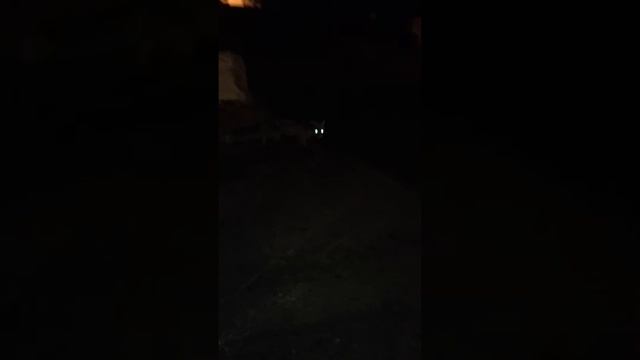 Лисичка сестричка.