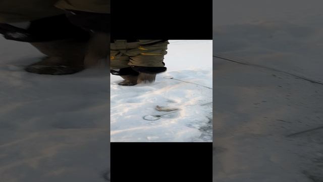 Хапуга в деле