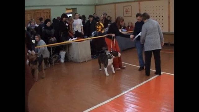 Липецк. Выставка собак САС. Декабрь 2005.