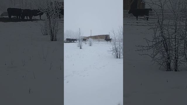 Возвращение на ферму