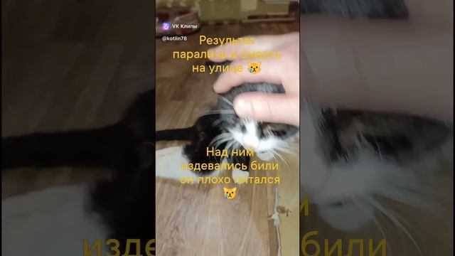 #спаслиКотикаОтЖиводёров 😿😿😿