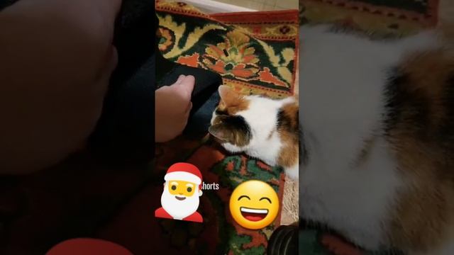 Хулиганка наша ☺