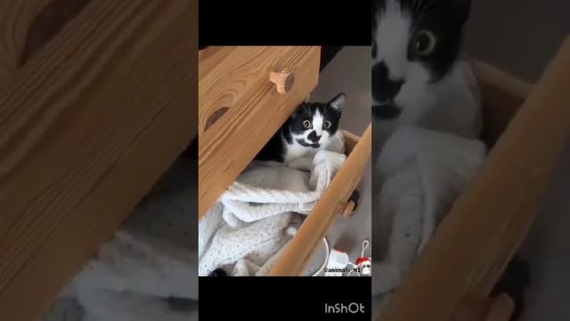 как встретить Новый Год