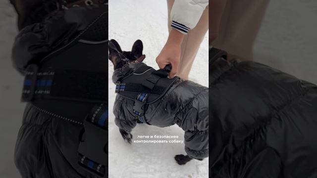 Шлейка с ручкой — ваш секрет к спокойным прогулкам!🐕🦺