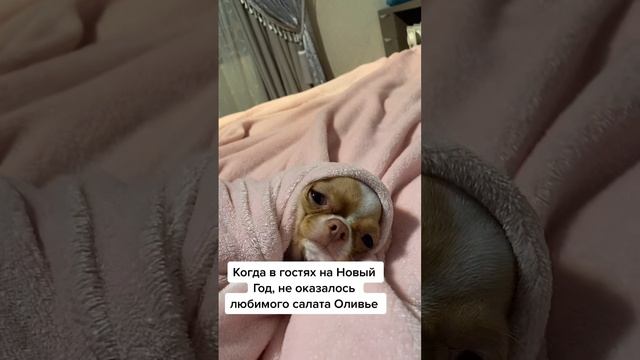 Новый год без оливье! Чихуахуа приколы