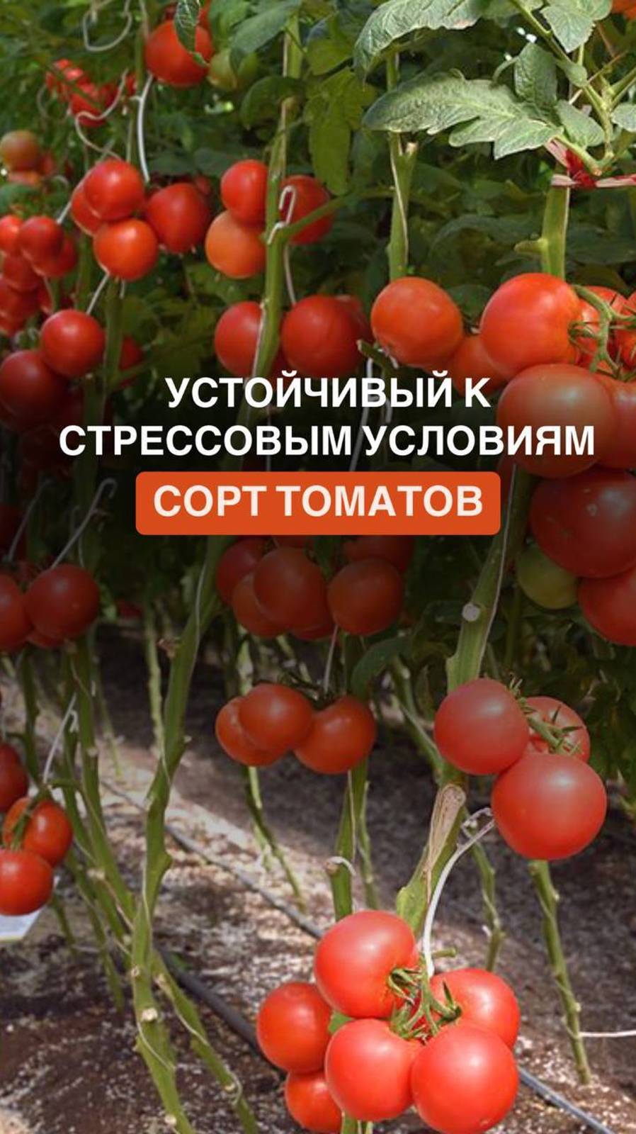 Устойчивый к стрессовым условиям сорт томатов #дача #дачастайл #дачадача #любимаядача #дача