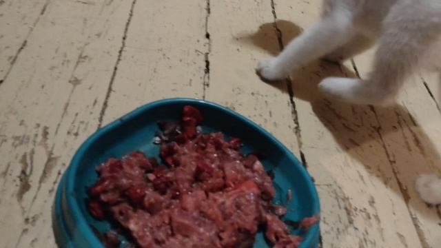 Кушайте котятки, растите большими и здоровыми