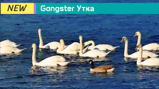 Gangster Утка ☆