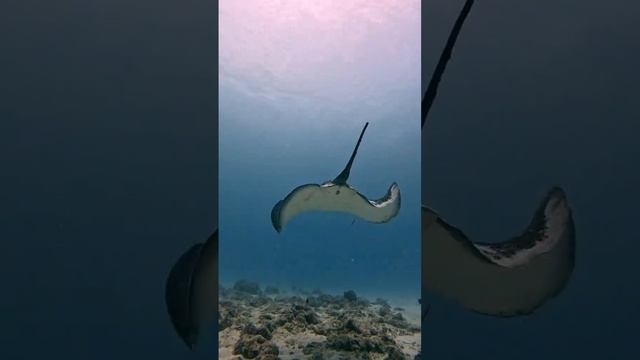 Подводный мир