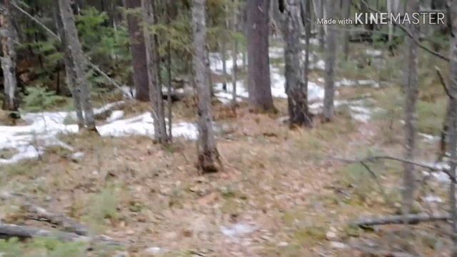 Весенний осмотр охот.угодий или лесные сюрпризы