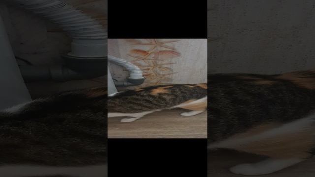 Кошкины дела