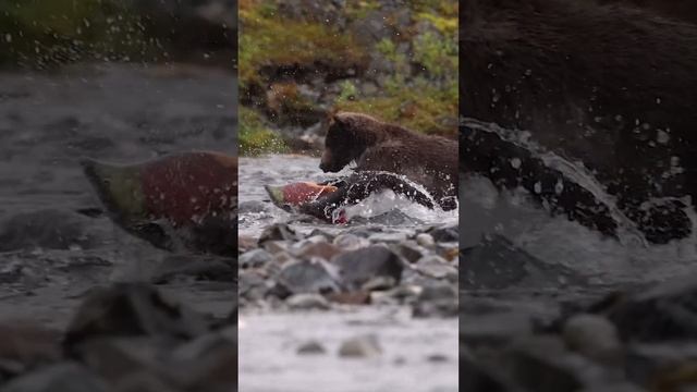 Медвежонок ловит рыбку❤