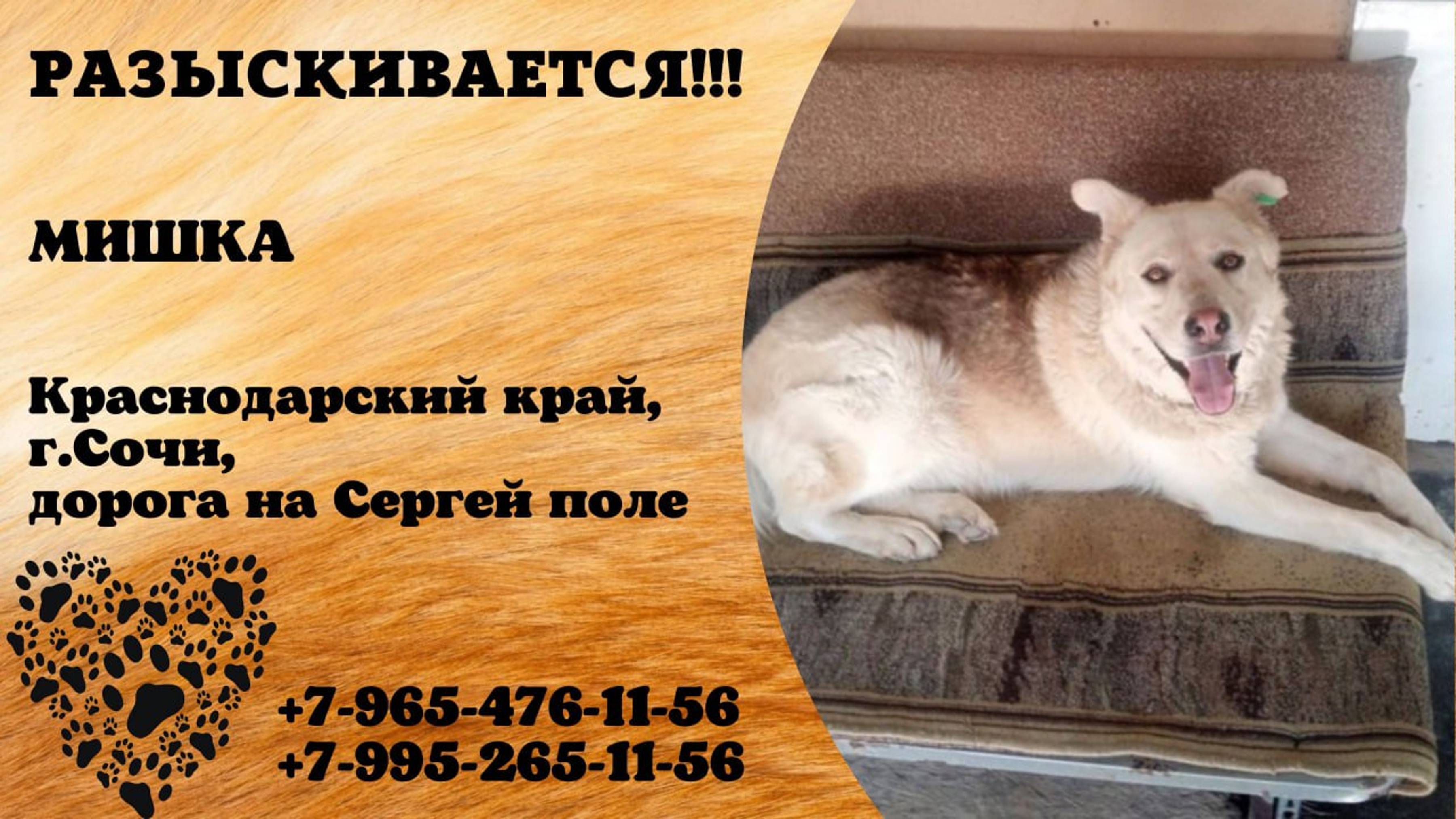 Пропала собака! МИШКА. Красноярский край, г. Сочи