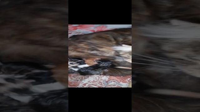 Мася окотилась, принесла котят.