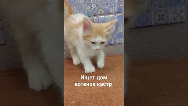 Ищет дом.