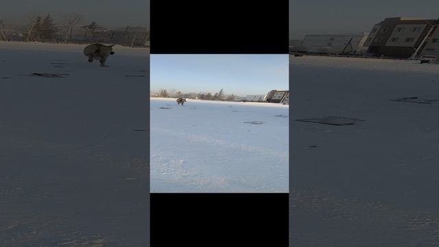 на аргамаке